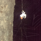 Illustration for article titled TW TW Fuzzy Spider Pics TW TW Dont Yell At Me